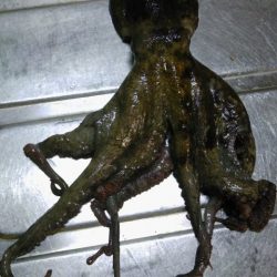 ２日連続タコ釣り